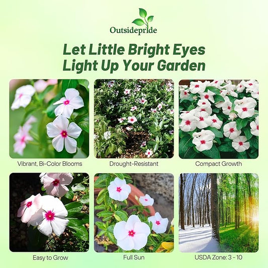 Outsidepride Bright Eyes Periwinkle Seeds for Planting – 2000 Pcs Annual, Fast-Blooming, Heat & Drought Tolerant Vinca Flower Seeds with Vibrant Colors Ideal for Gardens, Beds, Borders & Containers