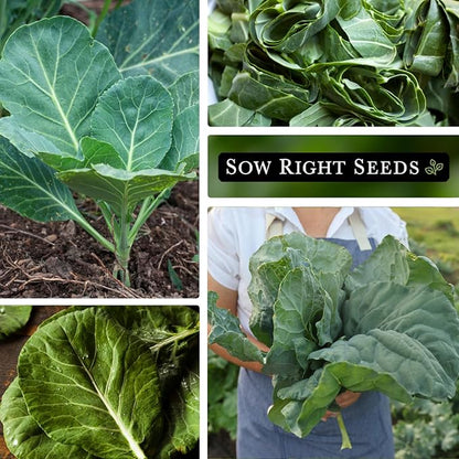 Sow Right Seeds - Vates Collard Greens Seeds for Planting - Non-GMO Heirloom Packet with Instructions to Plant a Home Vegetable Garden - Nutritious and Classic Cooked Southern Greens (4)