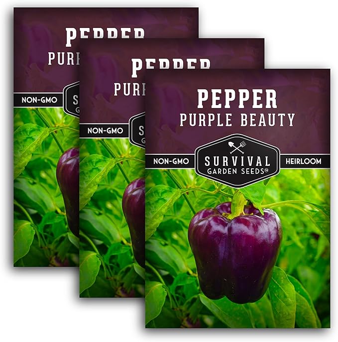 Purple Beauty Bell Pepper Seeds for Planting | Heirloom Sweet Purple Bell Peppers for Home Gardens – Non-GMO Open-Pollinated – Survival Garden Seeds (3 Packs)