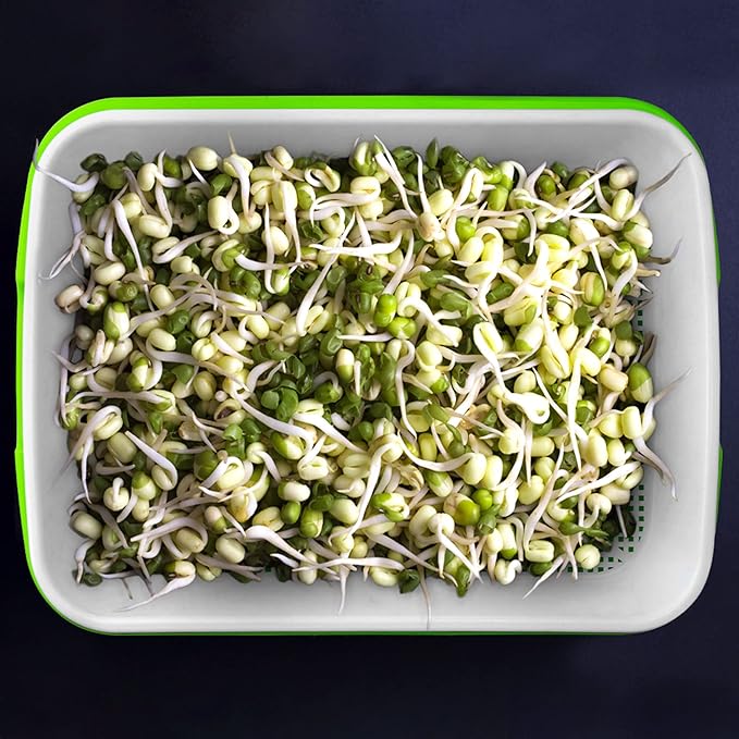 Pack 4 Seed Sprouter Tray with Drain Holes,Seed Germination Tray Kit BPA Free Nursery Trays,Soil-Free Big Capacity Healthy Wheatgrass Grower Sprouting Container Kit
