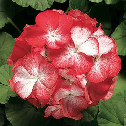 Pinto Premium Series Geranium Orange Bi-Color ~ 10 Seeds – Pelargonium x hortorum | 12-18" Upright Plants, 4-5" Blooms | Annual or Perennial | Heat & Drought Tolerant | Mixed Colors | Non-GMO