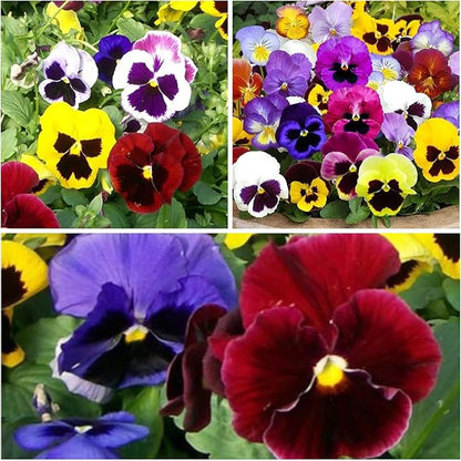 Seed Needs, Swiss Giants Pansy Seeds - 600 Heirloom Seeds for Planting Viola wittrockiana - Annual Edible Flowers That Attract Butterflies & Other Pollinators (2 Packs)