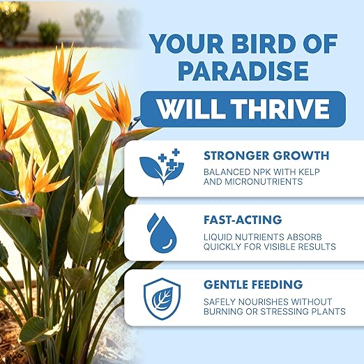 Bird of Paradise Fertilizer for All Strelitzia Plants, Liquid Plant Food 8 oz (250mL)