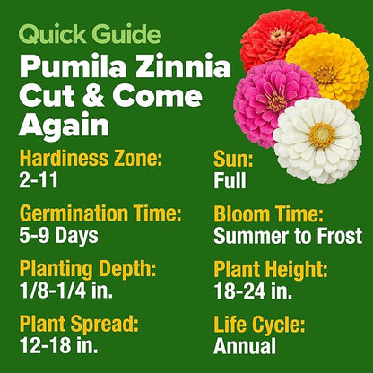HOME GROWN Dwarf Zinnia Seeds Mix - 300 Pumila Zinnia Seeds for 2026 (0.6g) | Zinnia Flower Seeds for Planting Outdoors | Colorful Cut Annual Flowers for Summer Gardens & Containers (Zinnia elegans)
