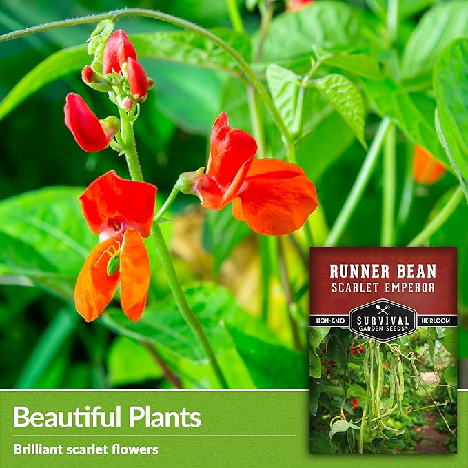Survival Garden Seeds Scarlet Emperor Runner Bean Seeds for Planting - 5 Packets with Instructions to Plant & Grow Red Multiflora Beans in Your Home Vegetable Garden - Non-GMO Heirloom Variety