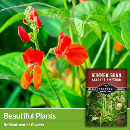 Survival Garden Seeds Scarlet Emperor Runner Bean Seeds for Planting - 2 Packets with Instructions to Plant & Grow Red Multiflora Beans in Your Home Vegetable Garden - Non-GMO Heirloom Variety