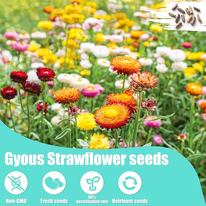10,000+ Strawflower Seeds Mix, 9g – Heirloom Flower Seeds for Planting Outdoors, Cut Flower Seeds for Garden & Wildflower Beds, Non-GMO Color Mix Strawflower Flower Seeds