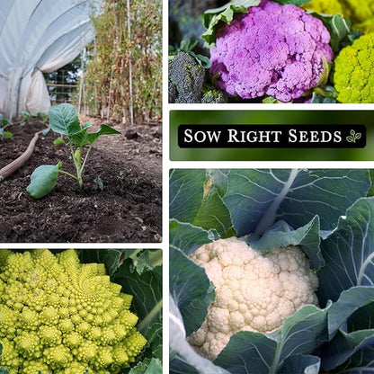 Sow Right Seeds - Cauliflower Collection Seeds for Planting - Includes Non-GMO Heirloom Colorful Cauliflower & Romanesco Broccoli - High Yield & Easy to Grow - Ideal for Veggie Gardens - Home Harvest