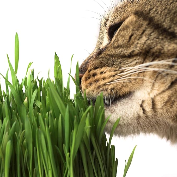 Organic Cat Grass Seed Blend for Planting – 12 oz – Wheat (Triticum aestivum), Barley (Hordeum vulgare), Oats (Avena sativa), and Rye (Secale cereale) Seeds – Non-GMO Grass Seed Mix for Pets