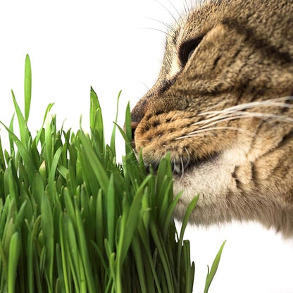 Organic Cat Grass Seed Blend for Planting – 12 oz – Wheat (Triticum aestivum), Barley (Hordeum vulgare), Oats (Avena sativa), and Rye (Secale cereale) Seeds – Non-GMO Grass Seed Mix for Pets