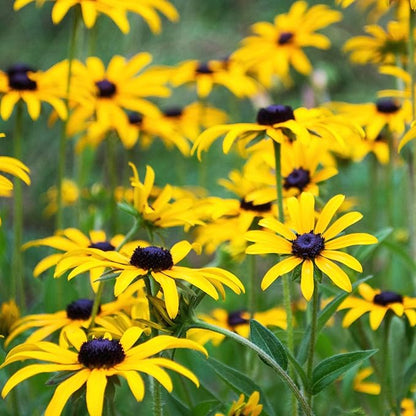 Seed Needs Black Eyed Susan Seeds for Planting | 120,000+ Seeds Rudbeckia Hirta Perennial Yellow Flowers | Bulk 1.4 Ounce Resealable Pouch | Black-Eyed Susan Garden Favorite
