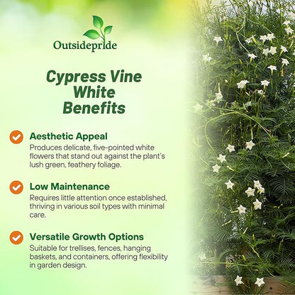 Outsidepride White Cypress Vine Seeds - 200 Pcs Annual Flower Seeds with Nectar-Rich, Star-Shaped Flowers & Feathery, Fern-Like Leaves for Fences, Trellises, Pergolas & Vertical Gardens
