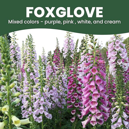 Foxglove Mixed Colors – 800 Seeds for Planting – 2026 Season – 5 Gram Pouch