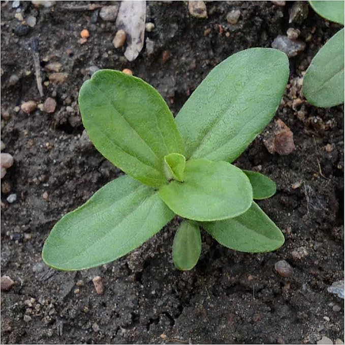 Seed Needs Polar Bear White Zinnia Seeds for Planting - Heirloom & Untreated - Grow a Butterfly Garden to Attract Butterflies, Bees and Pollinators - Great Cut Flowers (5 Packs)