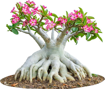 100 Desert Rose Seeds for Planting Mixed Color Ready to Grow Adenium Obesum Seed Exotic Succulent Colorful Bonsai Plant Tropical Rose Flower Planting Non-GMO Heirloom (100, Seeds)