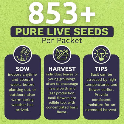 Organic Holy Basil Seeds ‘Tulsi’ – Two Seed Packets! – Over 1,706 Open Pollinated Non-GMO Seeds – Sweet Yards Seed Co.