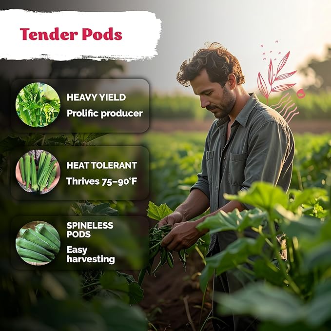 KVITER 125 Clemson Spineless 80 Okra Seeds for Planting (Abelmoschus esculentus) – Heirloom & Organic Okra, Spineless Pods, Heavy Yields – Vegetable Seeds to Plant in Outdoor Garden