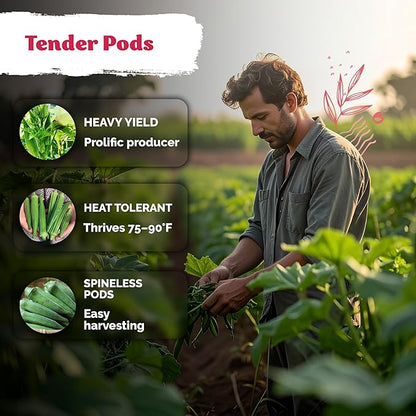 KVITER 125 Clemson Spineless 80 Okra Seeds for Planting (Abelmoschus esculentus) – Heirloom & Organic Okra, Spineless Pods, Heavy Yields – Vegetable Seeds to Plant in Outdoor Garden