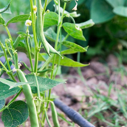 Park Seed Organic Derby Bush Green Bean Seeds – AAS Winner, High Yield 18-Inch Plants, Straight 7-Inch Pods, Disease Resistant, Easy to Harvest and Preserve for Home Gardens – Pack of 100 Seeds