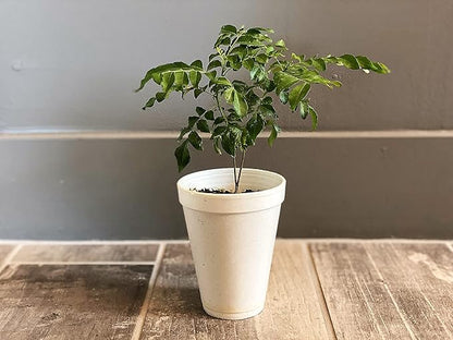 Curry Leaf Plant - Live Plant (Murraya Koenigii), 6 Inches