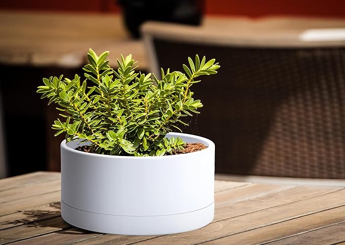 D'vine Dev 8 Inch Plastic Shallow Planter, Large Round Succulent Plant Pot with Drainage Hole and Sauce, Decorative Bonsai Pot for Indoor Plants, White, 76-Z-A-1