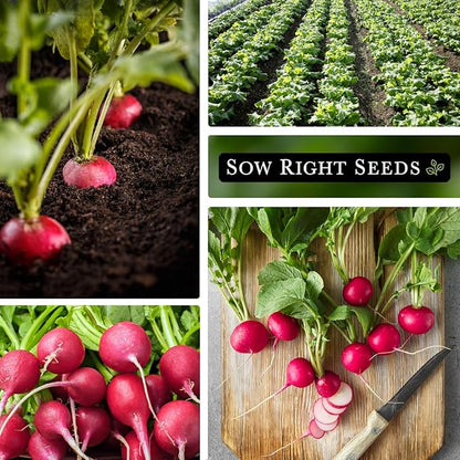 Sow Right Seeds - Champion Radish Seed for Planting - Non-GMO Heirloom Packet with Instructions to Plant a Home Vegetable Garden - Grow This Classic Red Variety - Spicy Cherry Type, Fast Growing (2)