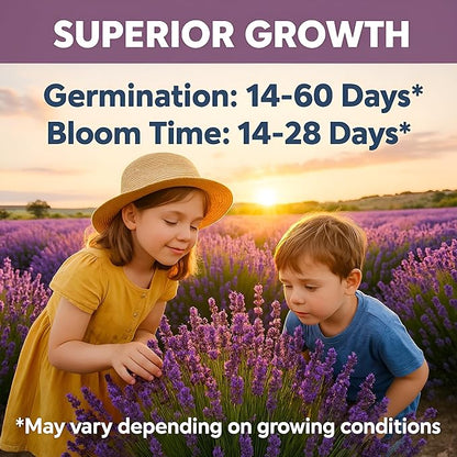 Premium English Lavender Seeds – 2,000 Non-GMO, USA-Grown Herb Seeds for Indoor & Outdoor Planting – High Germination Wildflower (Lavandula angustifolia)