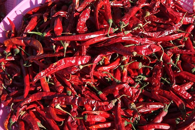 100 USDA Certified Organic Sichuan Chili Pepper Seeds, Er Jing Tiao, Product of the USA, Non GMO, 二荆条辣椒