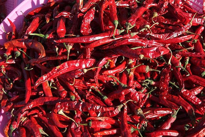 100 USDA Certified Organic Sichuan Chili Pepper Seeds, Er Jing Tiao, Product of the USA, Non GMO, 二荆条辣椒
