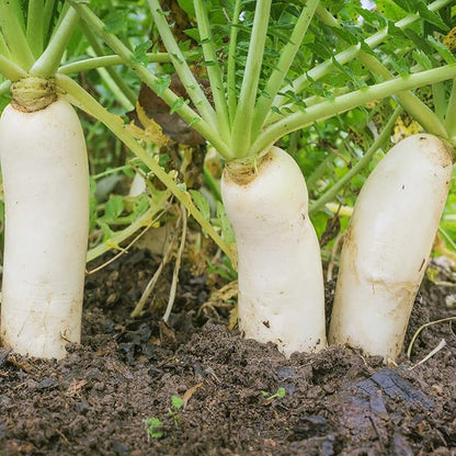 Outsidepride Annual Daikon Radish Seeds - 10 lbs. Chinese, Japanese, & Oriental Radish Seeds for Soil Health, Erosion Control, & Soil Aeration - Ideal for Gardens, Cover Crops, Pastures, & Food Plots