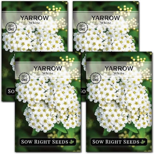 Sow Right Seeds - Common White Yarrow Seeds for Planting - Non-GMO Heirloom Packet with Instructions to Grow an Outdoor Flower Garden - Medicinal Herb & Native Wildflower - Perennial Achillea (4)