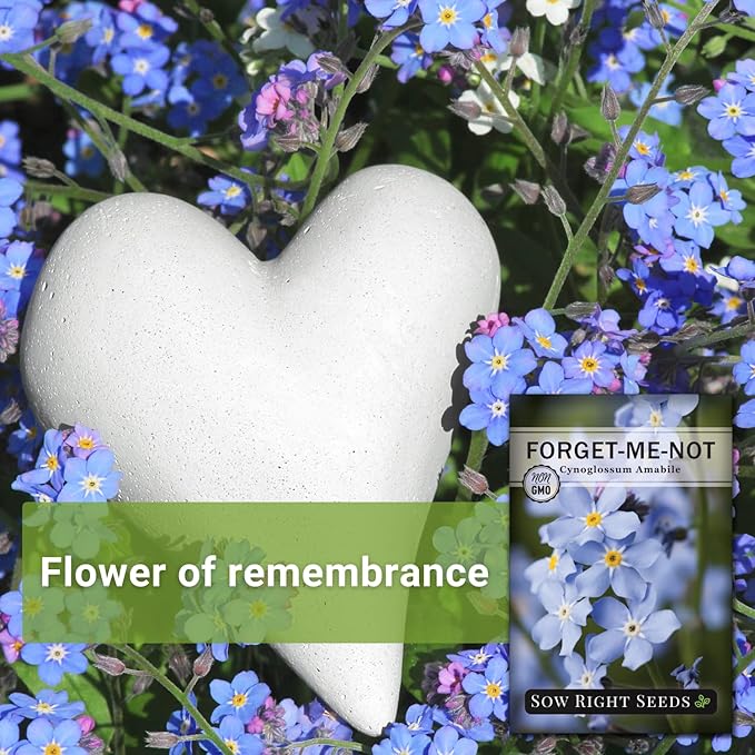 Sow Right Seeds - Forget-Me-Not Flower Seeds for Planting (Cynoglossum amabile) - Non-GMO Heirloom Packet with Instructions - Great to Pair with Cards of Remembrance - Small Blue Memory Blooms (4)