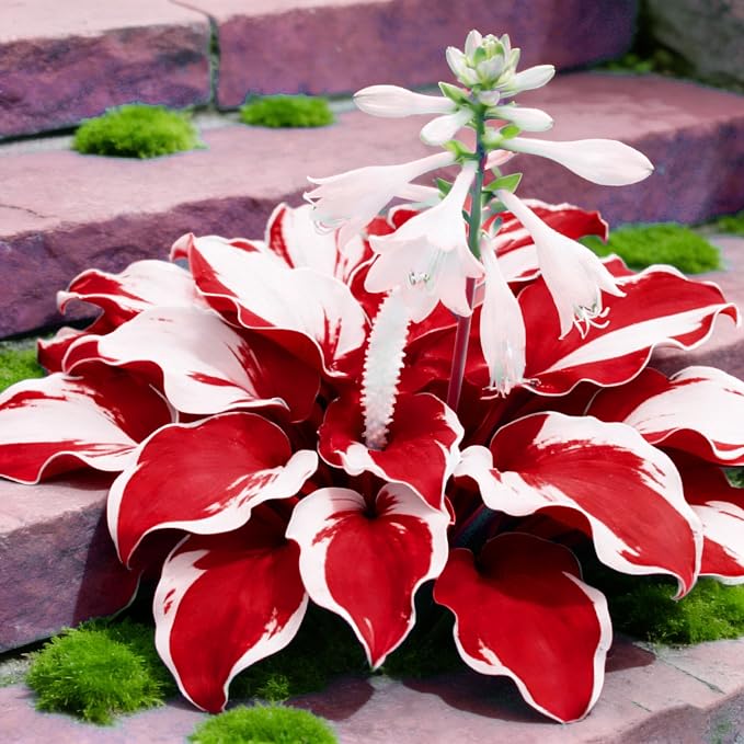 200+ Hosta Seeds for Planting, Perennial Hosta Seed, Attract Pollinators, Non-GMO Beautiful Hosta Seeds for Bonsai Decoration, Home Garden