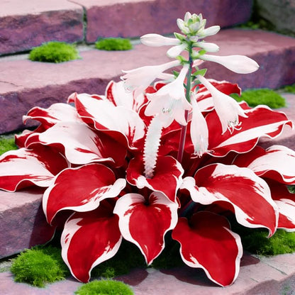 200+ Hosta Seeds for Planting, Perennial Hosta Seed, Attract Pollinators, Non-GMO Beautiful Hosta Seeds for Bonsai Decoration, Home Garden