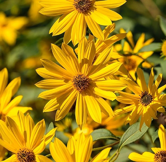 Perennial Sunflower Seeds for Planting - Plant & Grow Maximilian Sun Flowers in Your Home Outdoor Garden - 500 Non GMO Heirloom Seeds - Full Planting Packet with Instructions for Easy Grow, 3 Packets