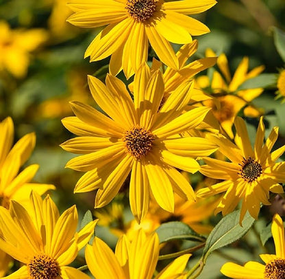 Perennial Sunflower Seeds for Planting - Plant & Grow Maximilian Sun Flowers in Your Home Outdoor Garden - 500 Non GMO Heirloom Seeds - Full Planting Packet with Instructions for Easy Grow, 5 Packets