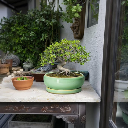 Succulent Planters - 8 Inch Ceramic Bonsai Pots with Drainage Hole and Plant Tray, Round Planter for Indoor Outdoor Plants, Shallow Planter Bowl, Room Decor, Housewarming Gifts, Light Green