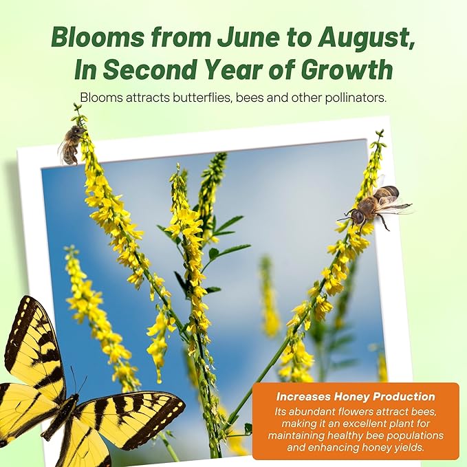 Outsidepride Yellow Sweet Clover Seed - 10 lbs Biennial, Drought-Tolerant, Frost-Resistant, Nitrocoated, Inoculated Yellow Clover Seeds Cover Crop for Forage, Honey Production, & Pollinators