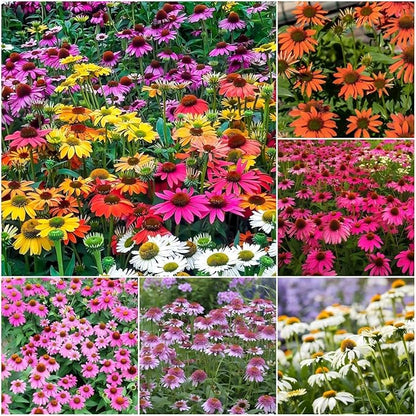 1200+ Mixed Color Echinacea Seeds - Perennial Multi-Color Coneflower, Non-GMO Heirloom for Gardens, Pollinators & Cut Flowers