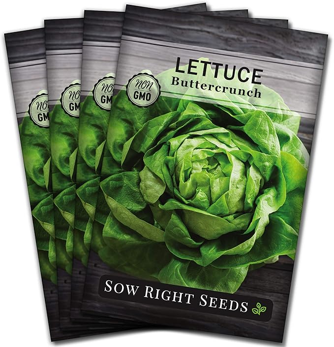 Sow Right Seeds - Buttercrunch Lettuce Seeds for Planting - Non-GMO Heirloom Packet with Instructions to Plant a Home Vegetable Garden - Outdoors or Hydroponics Indoors - Heat Tolerant Variety (4)