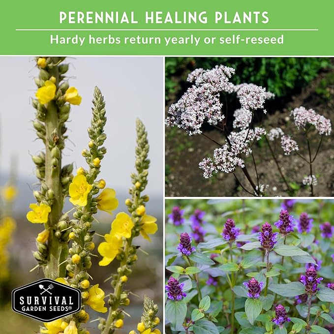 Advanced Medicinal Herb Seeds Collection – Variety Pack for Planting with Mullein, St John’s Wort, Valerian, Mugwort – Heirloom Apothecary Herbalist Seed Bundle - Survival Garden Seeds
