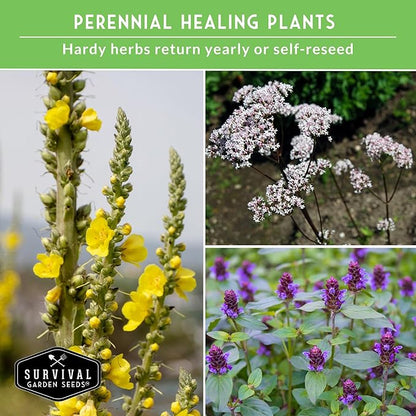 Advanced Medicinal Herb Seeds Collection – Variety Pack for Planting with Mullein, St John’s Wort, Valerian, Mugwort – Heirloom Apothecary Herbalist Seed Bundle - Survival Garden Seeds