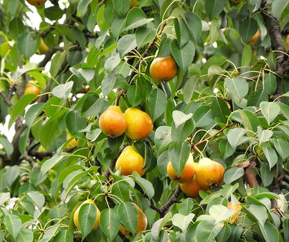 TomorrowSeeds - Bartlett Pear Tree Seeds - 60+ Count - for 2026 Planting Williams Common Domestic European Pears Flowering Edible Perennial Fruit Trees Perennial Grow Your Own Home Farm Patio Healthy