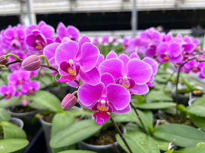 MSU Orchid Fertilizer 13-3-15 Reverse Osmosis, Rain, Tap (City) Water Formula 2 Pounds