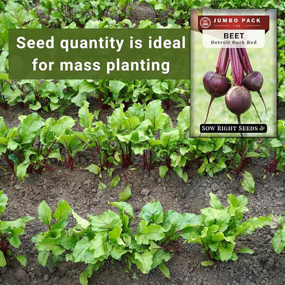 Sow Right Seeds - Bulk Detroit Dark Red Beet Seeds for Planting - 1 Ounce, 1600 Seeds - Non-GMO Heirloom Jumbo Pack with Instructions to Grow an Outdoor Home Vegetable Garden - Always Have Beets