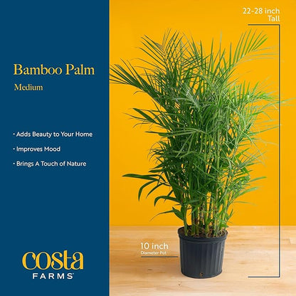 Costa Farms Bamboo Palm Live Plant in Decorative Pot, Air Purifying Large Indoor Houseplant, Perfect for Home, Room, or Office Decor, Great House Warming or Birthday Gift, 3-4 Feet Tall