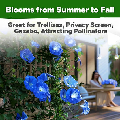 HOME GROWN Heavenly Blue Morning Glory - 150 Heirloom Seeds for Planting, Ideal for a Flower Garden That Attracts Pollinators and Birds (Ipomoea Tricolor)