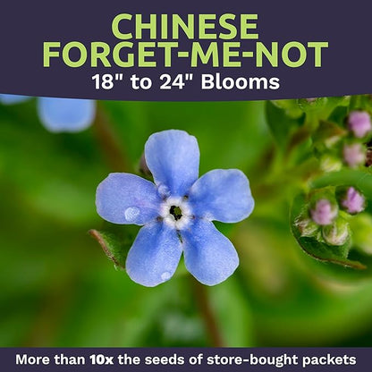 Chinese Forget Me Not Wildflower Seeds - Bulk 1/4 Pound Bag - Over 22,000 Open Pollinated Seeds - Blue Cynoglossum amabile