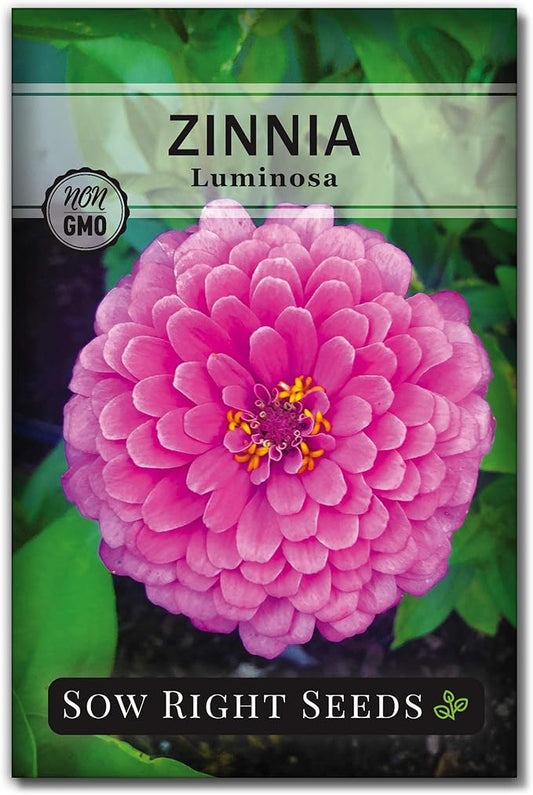 Sow Right Seeds - Luminosa Zinnia Flower Seeds for Planting - Non-GMO Heirloom Packet with Instructions to Grow - Heat & Drought Resistant - Huge Pink Blossoms - Beautiful to Plant in Your Garden (1)