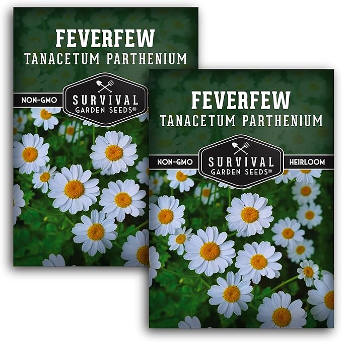 Feverfew Seeds for Planting - Perennial Daisy-Like Flower Herb, Pollinator Friendly Garden, Easy to Grow Traditional Herb - Heirloom Non-GMO Open Pollinated - Survival Garden Seeds (2 Pack)